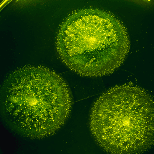 Biotoxin cellular visualization