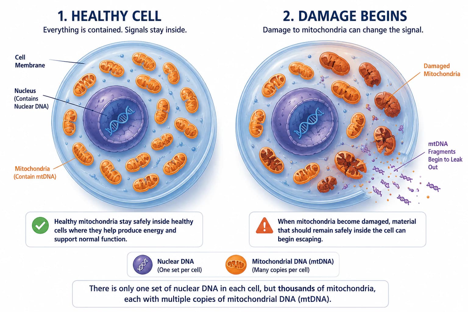 Diagram comparing a healthy cell with a cell containing damaged mitochondria and mitochondrial DNA fragments beginning to escape.