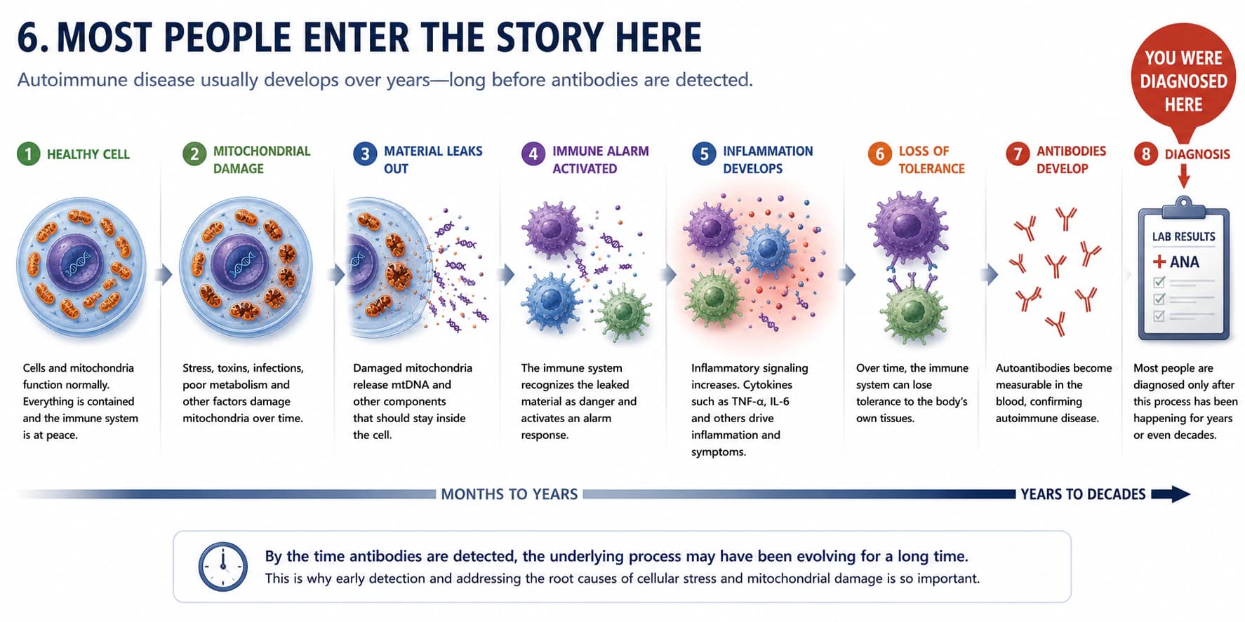 Timeline from a healthy cell through mitochondrial damage, leakage, immune activation, inflammation, loss of tolerance, antibodies, and diagnosis.
