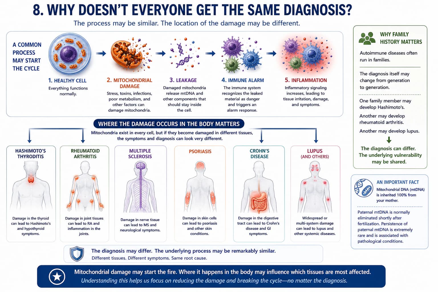 Diagram proposing that a shared mitochondrial damage process may present differently depending on the tissue affected, with examples of several autoimmune diagnoses.