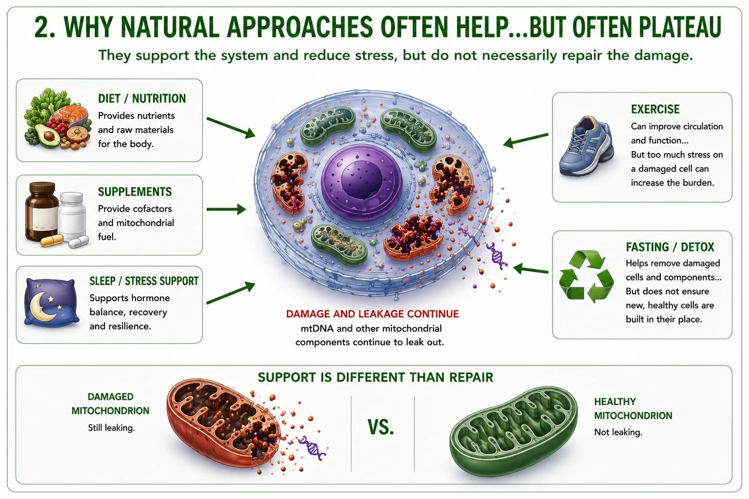 Diagram showing nutrition, supplements, sleep, exercise, fasting, and detox surrounding a cell with damaged mitochondria, followed by damaged-versus-healthy mitochondria.